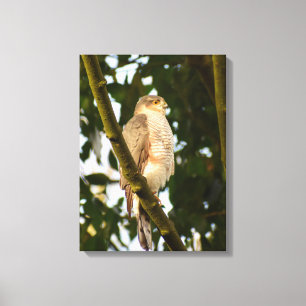 Impressão Em Tela Sparrowhawk