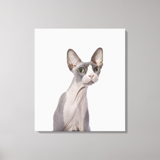 Impressão Em Tela Sphynx Cat com expressão surpreendida (Frente)