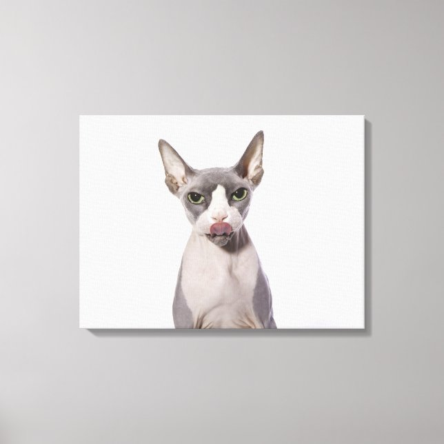 Impressão Em Tela Sphynx Cat com língua para fora (Frente)