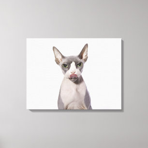 Impressão Em Tela Sphynx Cat com língua para fora