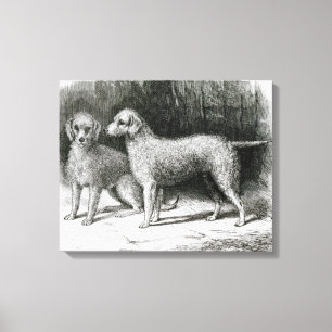 Impressão Em Tela Sr. F. Armstrong dos terrier de Bedlington