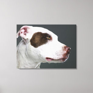 Impressão Em Tela Staffordshire bull terrier, fim-acima