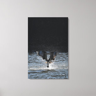 Impressão Em Tela Stardust - Osprey