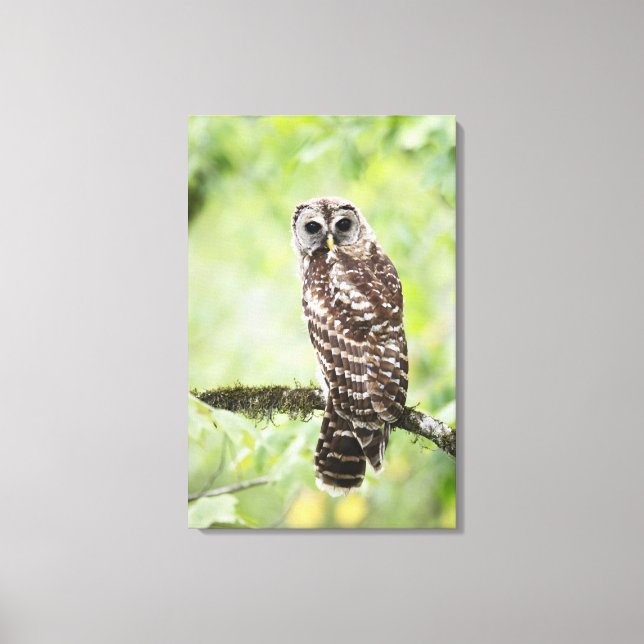 Impressão Em Tela Sub-adulto que deixou o ninho recentemente (Frente)