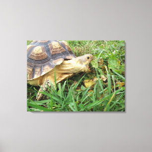Impressão Em Tela Sulcata Tortoise, Boca Aberta, Grazando em Grass