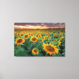 Impressão Em Tela Sunflower Field em Longmont, Colorado