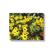 Sunlit Meadow