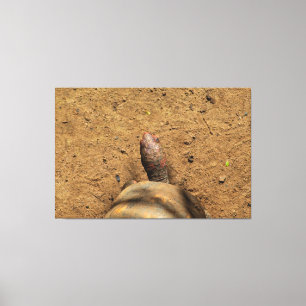 Impressão Em Tela Sunlit Tortoise on Earthy Ground