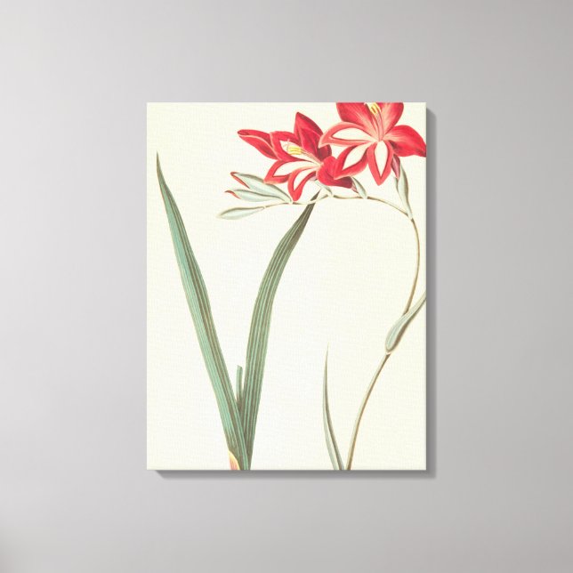 Impressão Em Tela Superb Corn-Flag (Frente)