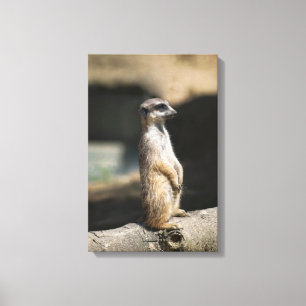 Impressão Em Tela Suricata