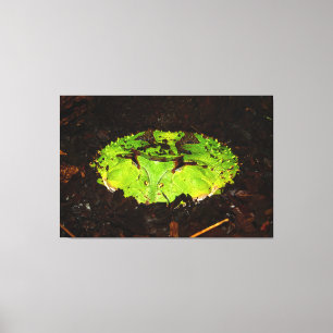 Impressão Em Tela Surinam Hormona Ceratophrys Cornuta