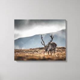 Impressão Em Tela Svalbard Reindeer Nature Foto:
