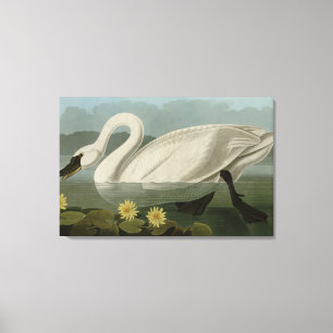 Impressão Em Tela Swan Americano Comum - Aves da América de Audubon