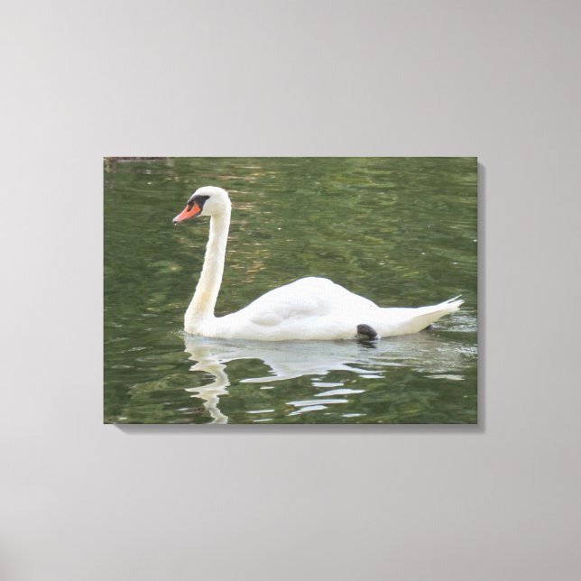 Impressão Em Tela Swan Nadado (Frente)
