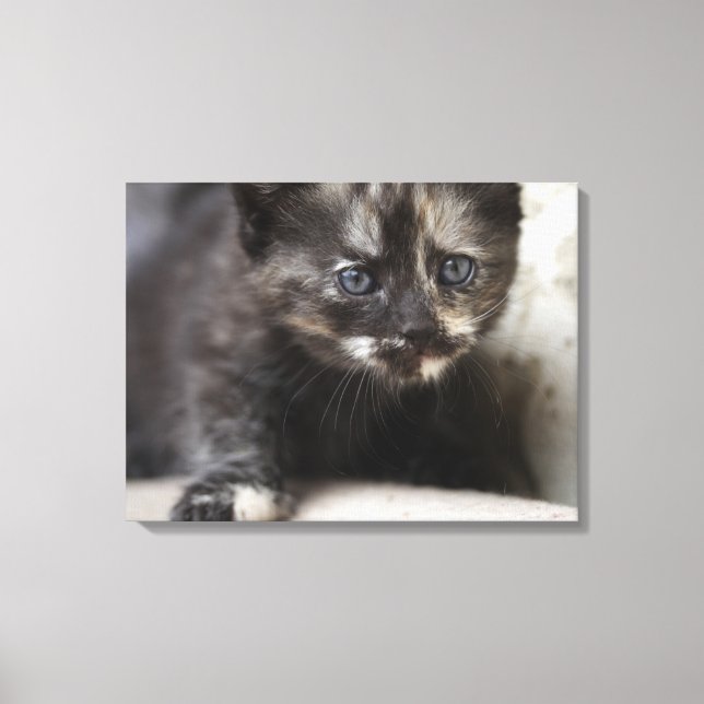 Impressão Em Tela Sweet Shy TortoisesInferno Baby (Frente)