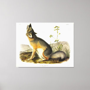 Impressão Em Tela Swift Fox (Vulpes Velox) por Audubon