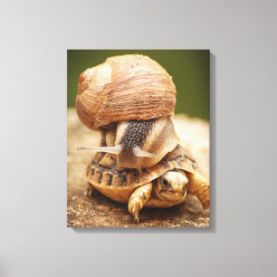 Impressão Em Tela Tartaruga do bebê da equitação do caracol