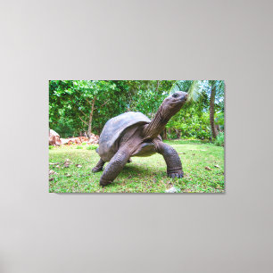 Impressão Em Tela Tartaruga gigante Aldabra