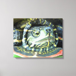 Impressão Em Tela Tartaruga Pintada (Chrysemys picta) 2