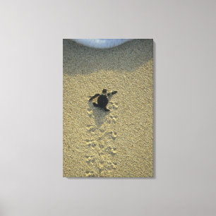 Impressão Em Tela Tartaruga Verde (Chelonia mydas), eclosão