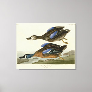 Impressão Em Tela Teal de asa azul das Aves da América de Audubon