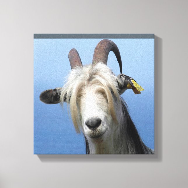 Impressão Em Tela Tela cabra (Frente)