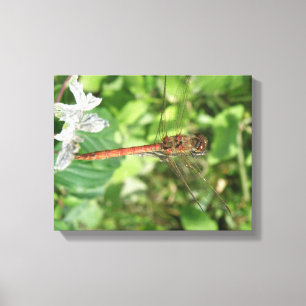Impressão Em Tela Tela de Dragonfly Comum Mais Escura