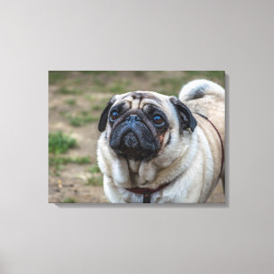Impressão Em Tela Tela de retrato de cão de boi
