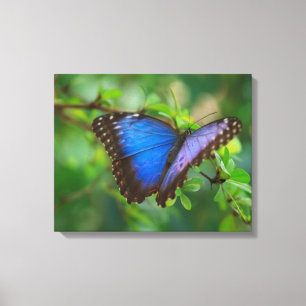 Impressão Em Tela Tela Esticada Borboleta Azul