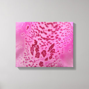 Impressão Em Tela Tela Petal Rosa Foxglove