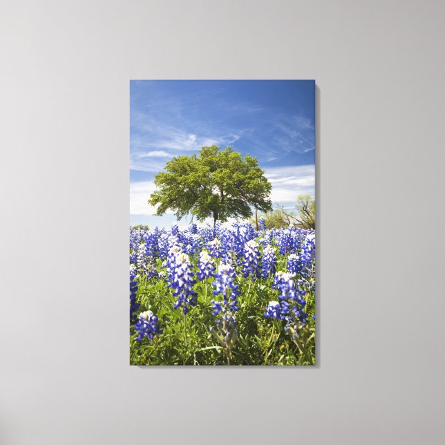 Impressão Em Tela Texas bluebonnets(lupinus texensis) e carvalho (Frente)