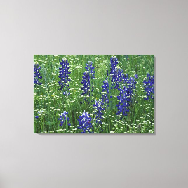 Impressão Em Tela Texas, Lago Buchanan. Texas Bluebonnet e Wild (Frente)