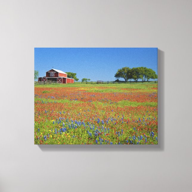 Impressão Em Tela Texas, Texas Hill Country, pincel do Texas (Frente)