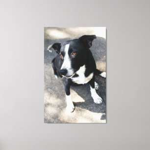 Impressão Em Tela The Faithful Companion: Soul of the Streets