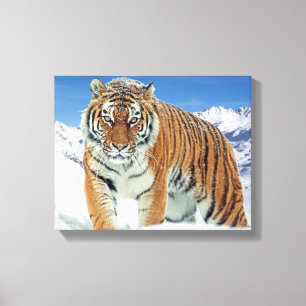 Impressão Em Tela Tiger Winter Nature Photo Trendy Snow Mounties