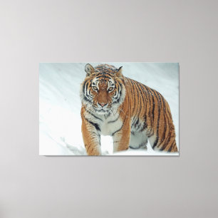 Impressão Em Tela Tigre