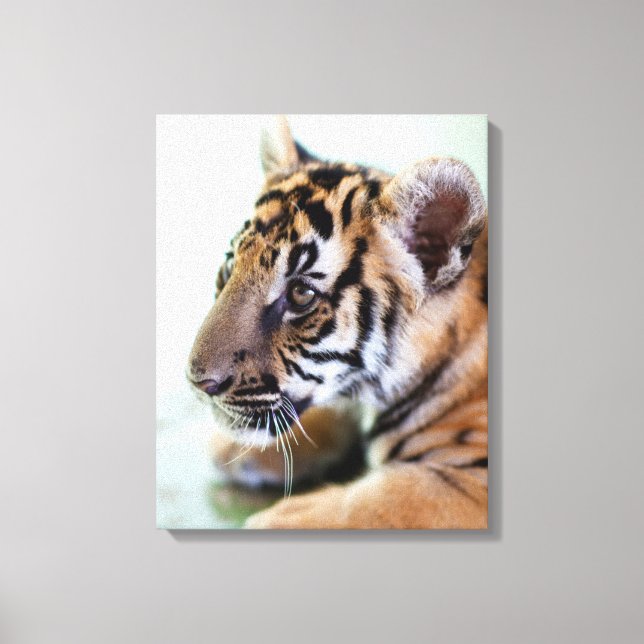 Impressão Em Tela Tigre Asiático (Frente)