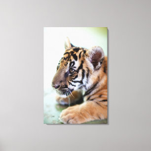Impressão Em Tela Tigre asiático