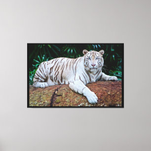 Impressão Em Tela Tigre Branco