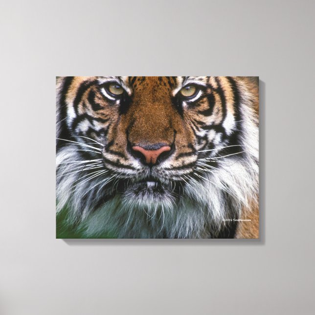 Impressão Em Tela Tigre Cabeça e Face (Frente)