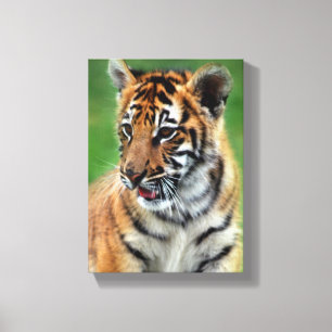 Impressão Em Tela Tigre de bebê na cor