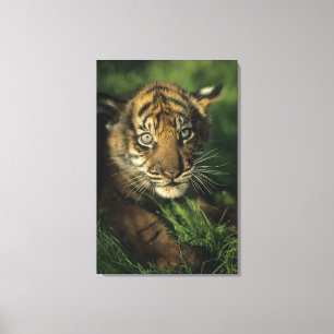 Impressão Em Tela Tigre de Sumatran do bebê