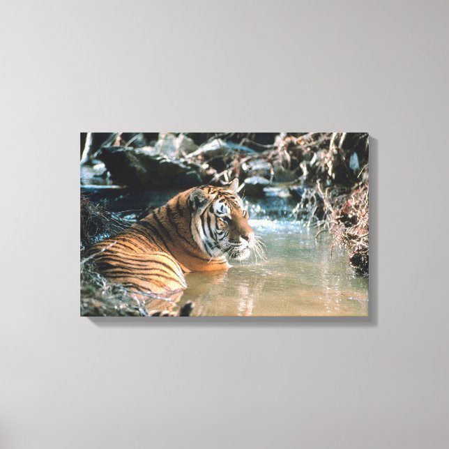 Impressão Em Tela Tigre em água 2 (Frente)