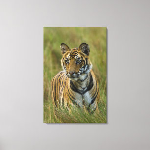 Impressão Em Tela Tigre fêmea de Mirchaini Cub (Bandhavgarh, India)