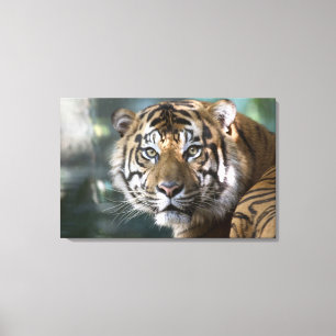 Impressão Em Tela Tigre masculino de Sumatran (sumatrae de tigris do