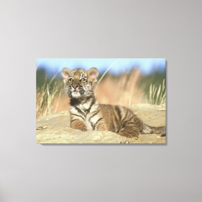 Impressão Em Tela Tigre Siberiano (Frente)