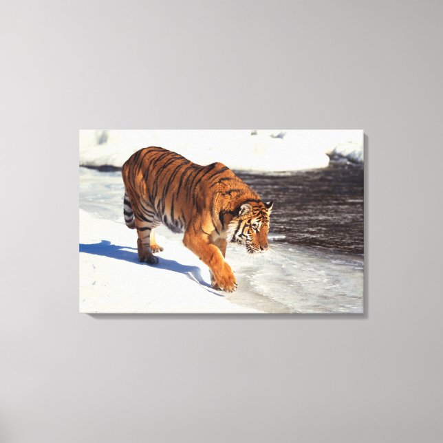 Impressão Em Tela Tigre Siberiano 2 (Frente)