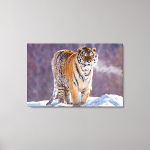Impressão Em Tela Tigre siberiano na neve, China