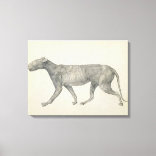 Impressão Em Tela Tigre: Vista lateral, com a pele e o tecido removi