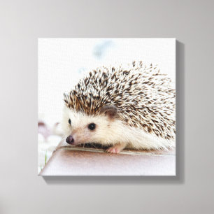 Impressão Em Tela Tiny Hedgehog